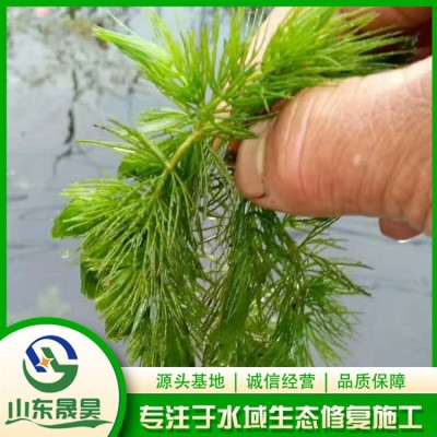 水草图4