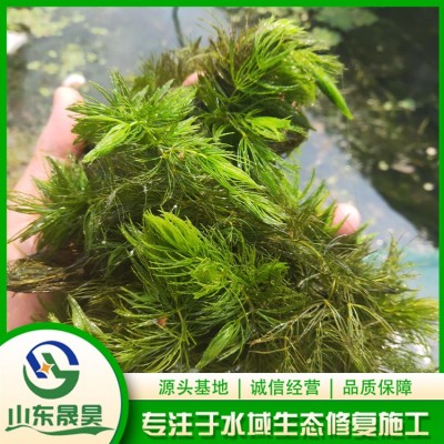 水草图5