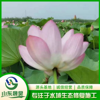 水生植物图3