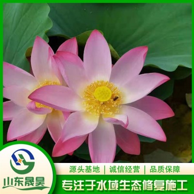 水生植物图2