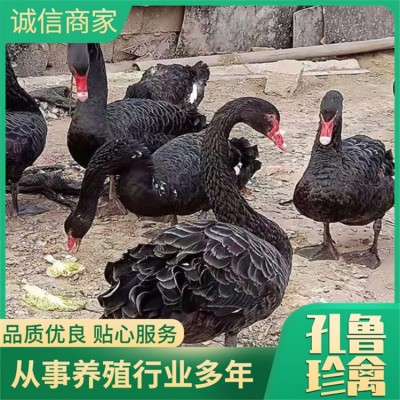 黑天鹅厂家图5