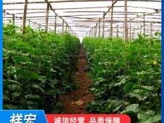 温室大棚的作用