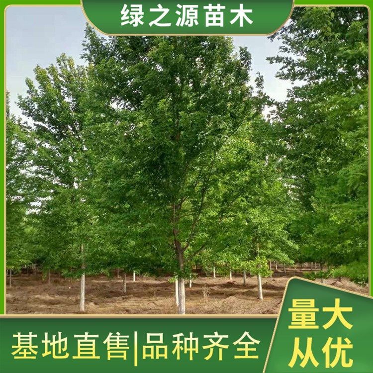 红枫