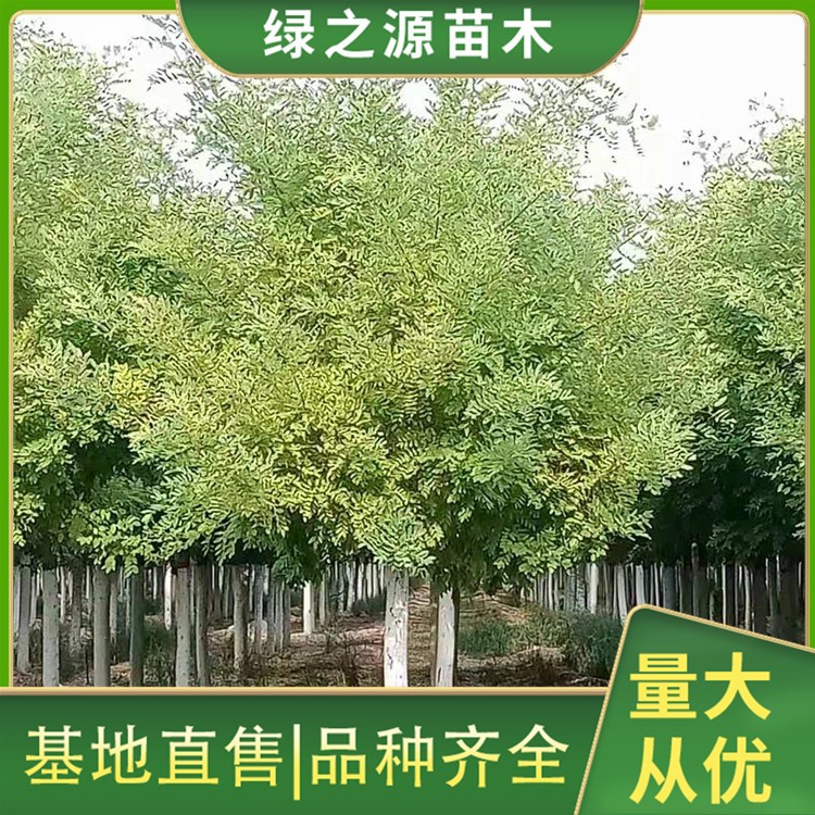 黄金槐