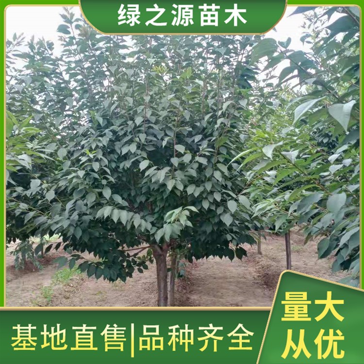 日本樱花