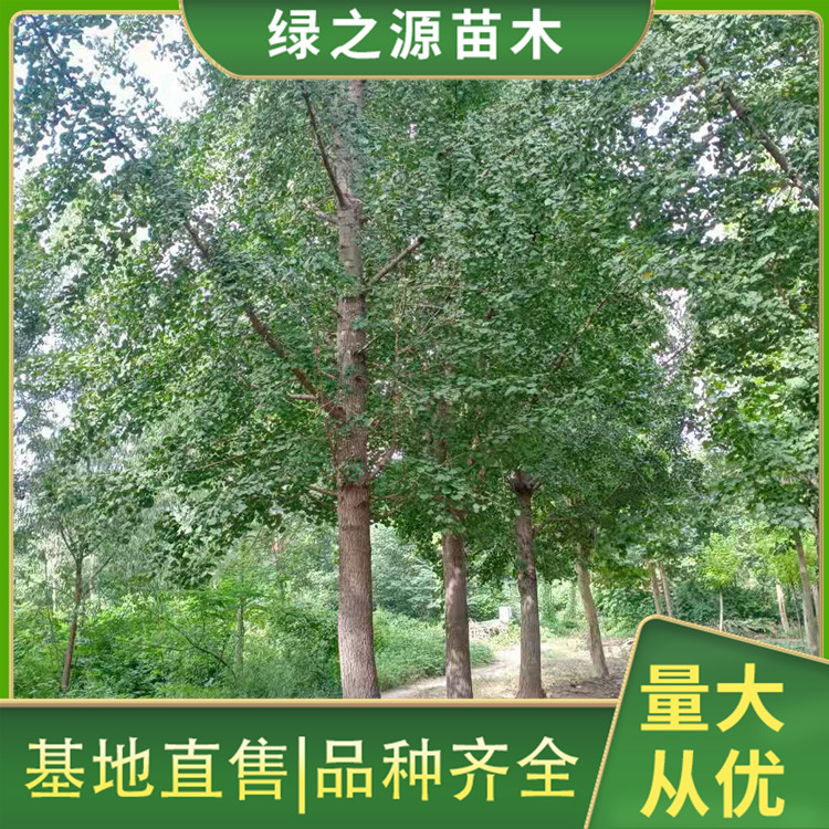 银杏
