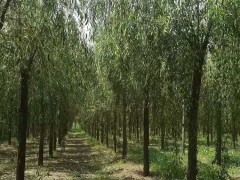 新栽植后树木养护管理