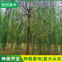 绿化垂柳
