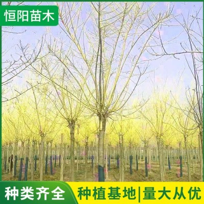 绿化黄金槐