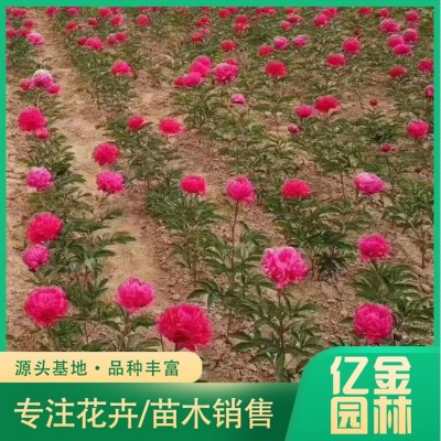 芍药图2