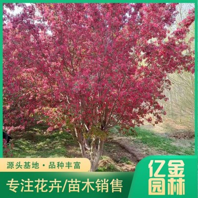 绚丽海棠图3