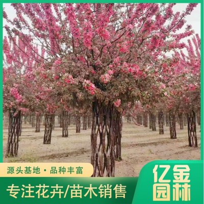 中国结造型海棠图2