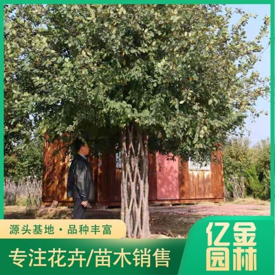 中国结造型海棠图4