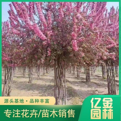 中国结造型海棠图3