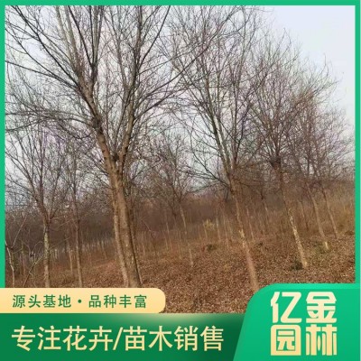 三角枫图2