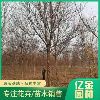 三角枫图4