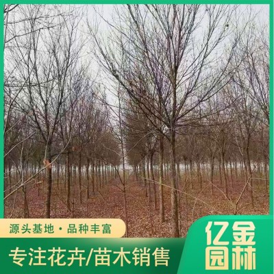 三角枫图5