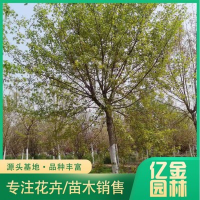五角枫图2