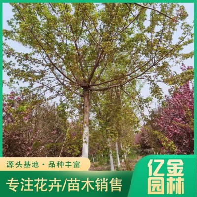 五角枫图5