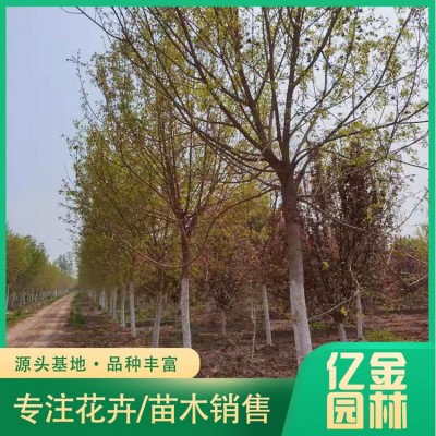 五角枫图4