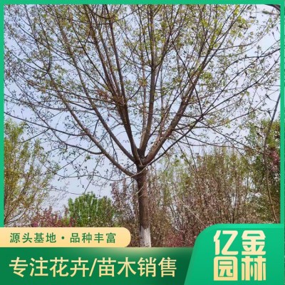 五角枫图3