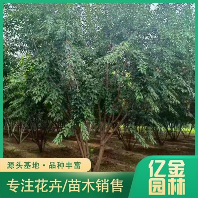 丛生茶条槭