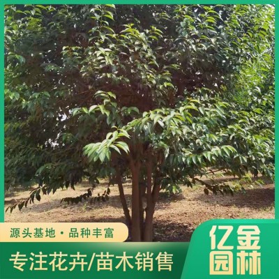 丛生大叶女贞图3
