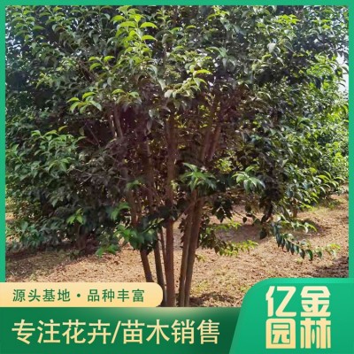 丛生大叶女贞图2