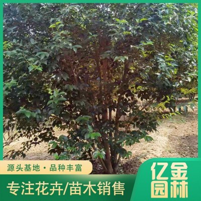 丛生大叶女贞图5