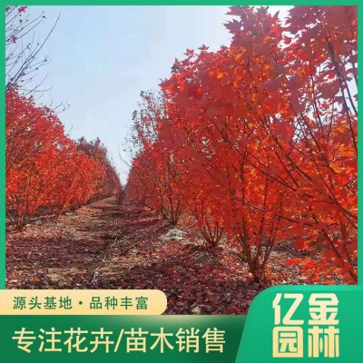 丛生红枫图3