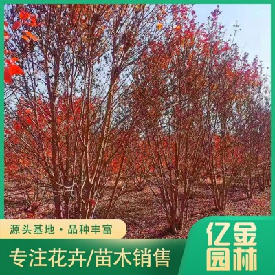 丛生红枫图2