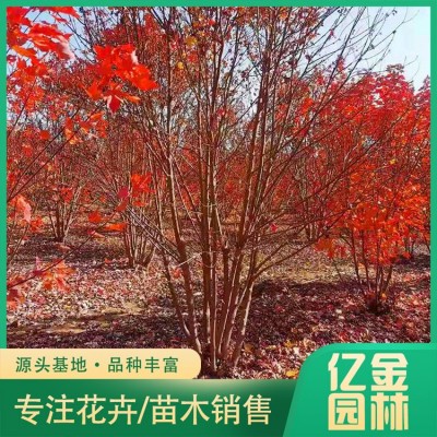 丛生红枫图4