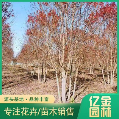 丛生红枫图5