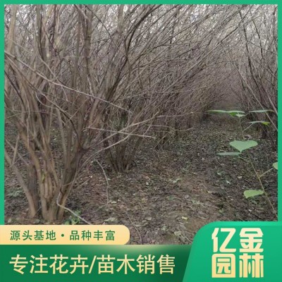 丛生金银木图5