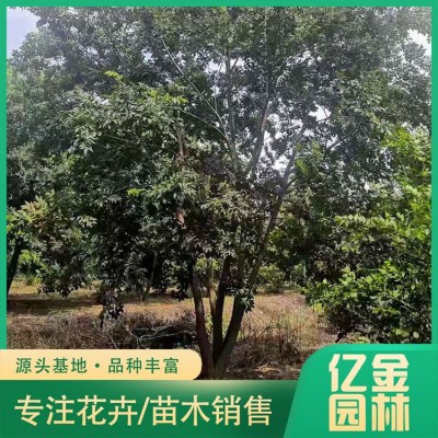 丛生朴树图3