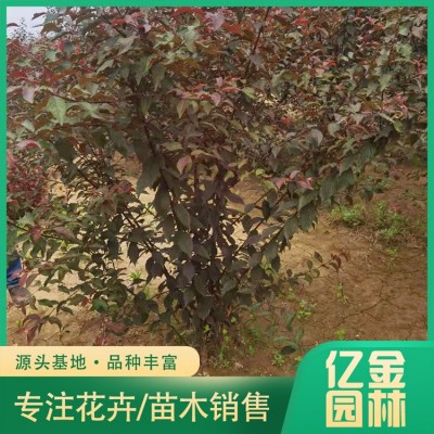 丛生榆叶梅图3