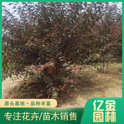 丛生榆叶梅图5