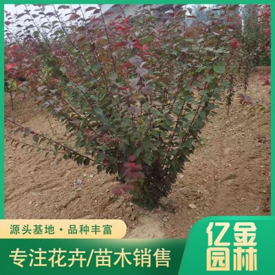 丛生榆叶梅图2