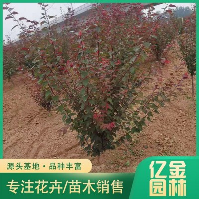 丛生榆叶梅图4