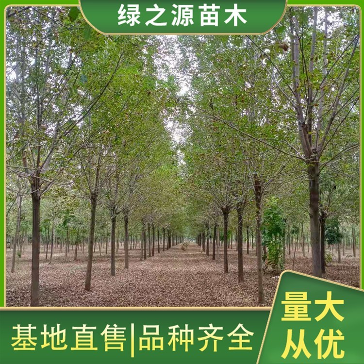 10公分白蜡