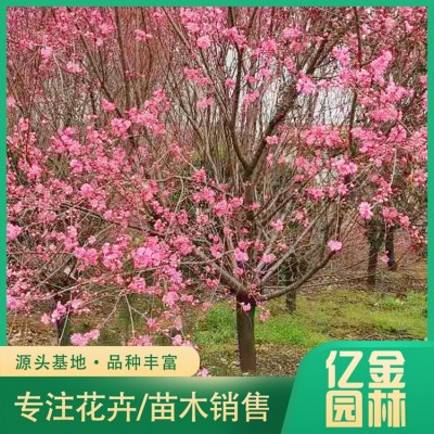 菊花碧桃图2