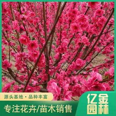 菊花碧桃图4