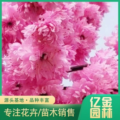 菊花碧桃图5