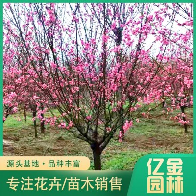 菊花碧桃图3
