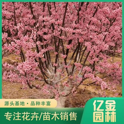 美人梅图3