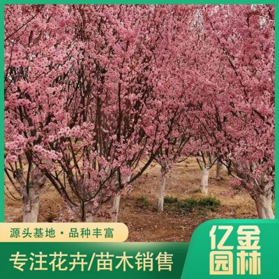 美人梅图2