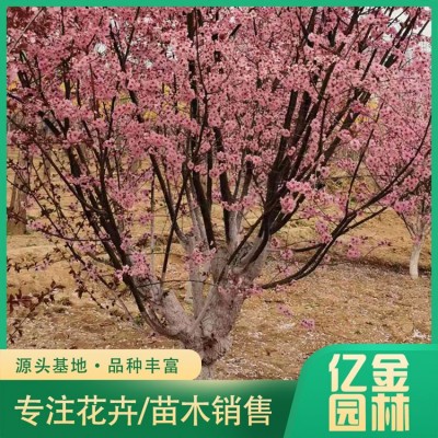 美人梅图4