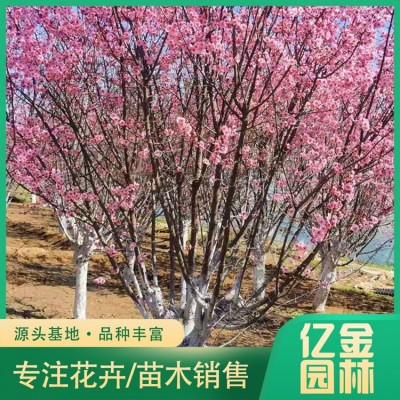 美人梅图5