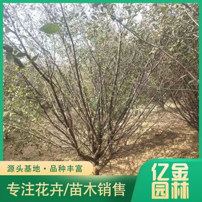 木槿图4