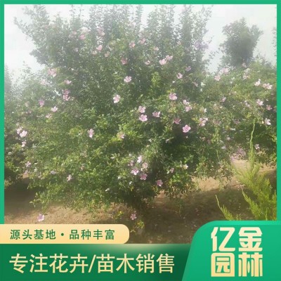 木槿图3